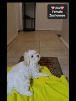 Ulla*900 take home, a female Havanese and Shichon for sale in Tucson, AZ – 3 of 3