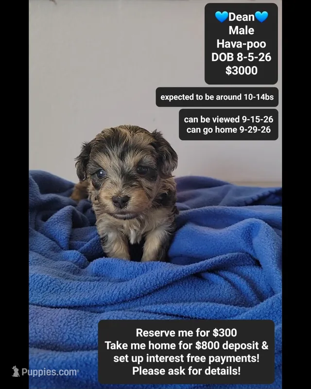 Dean*800 take home – Havanese, Poodle - Toy  puppy for sale in Tucson, AZ