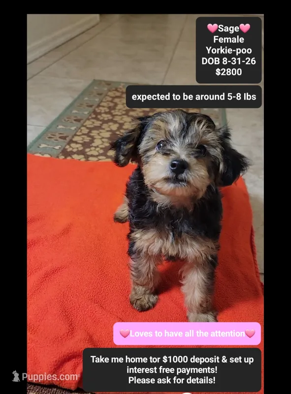 Sage – Yorkshire Terrier, Poodle - Toy  puppy for sale in Tucson, AZ