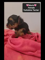Mavis*1000 take home, a female Yorkshire Terrier for sale in Tucson, AZ – 2 of 3