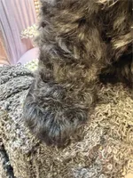 Mableen, a female Poodle - Toy  for sale in Tucson, AZ – Photo 2 of 2