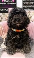 Mableen, a female Poodle - Toy  for sale in Tucson, AZ – Photo 1 of 2