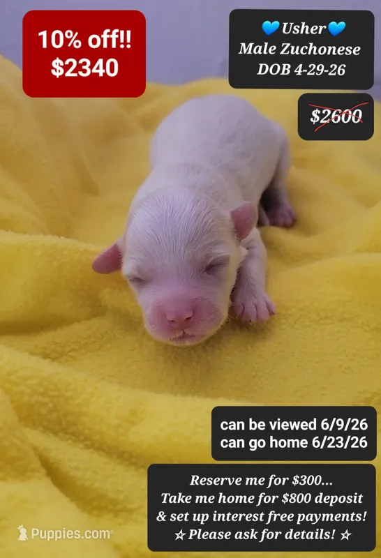 Usher – Havanese, Shichon puppy for sale in Tucson, AZ