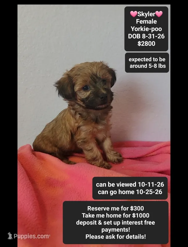 Skyler*1000 take home – Yorkshire Terrier, Poodle - Toy  puppy for sale in Tucson, AZ