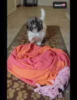 Kenzie, a female Havanese for sale in Tucson, AZ – 4 of 5