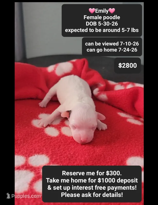 Emily – Poodle - Toy  puppy for sale in Tucson, AZ