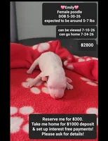Emily, a female Poodle - Toy  for sale in Tucson, AZ – 1 of 1