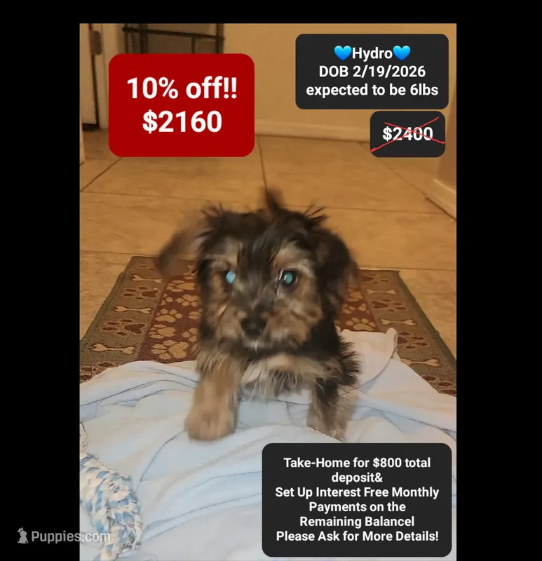 Hydro – Yorkshire Terrier puppy for sale in Tucson, AZ