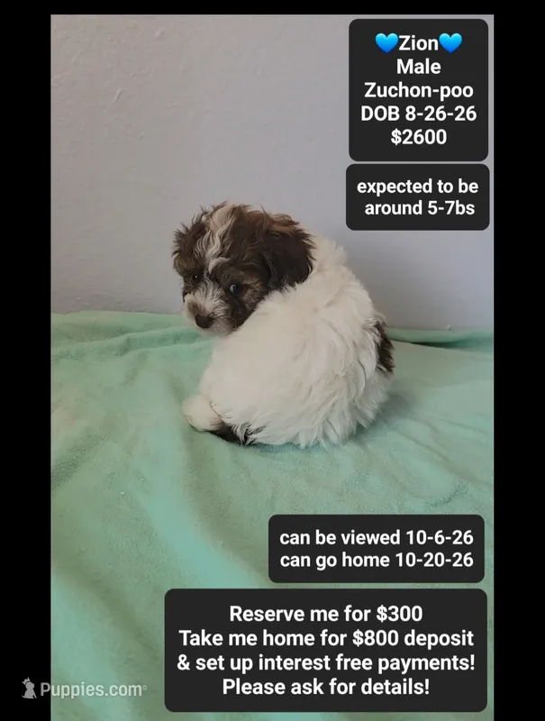 Zion*800 take home – Poodle - Toy , Shichon puppy for sale in Tucson, AZ