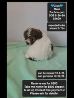 Zion*800 take home, a male Poodle - Toy  and Shichon for sale in Tucson, AZ – 1 of 3