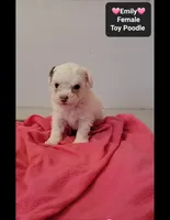 Emily*1000 take home, a female Poodle - Toy  for sale in Tucson, AZ – 3 of 3