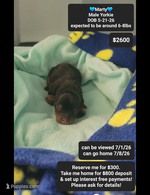 Marty – Yorkshire Terrier puppy for sale in Tucson, AZ