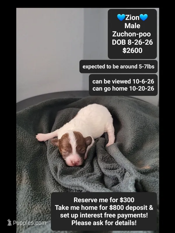 Zion*800 take home – Poodle - Toy , Shichon puppy for sale in Tucson, AZ