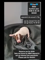 Zion*800 take home, a male Poodle - Toy  and Shichon for sale in Tucson, AZ – 1 of 3