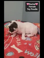 Rachel*$1000 take home, a female Poodle - Toy  for sale in Tucson, AZ – 2 of 3