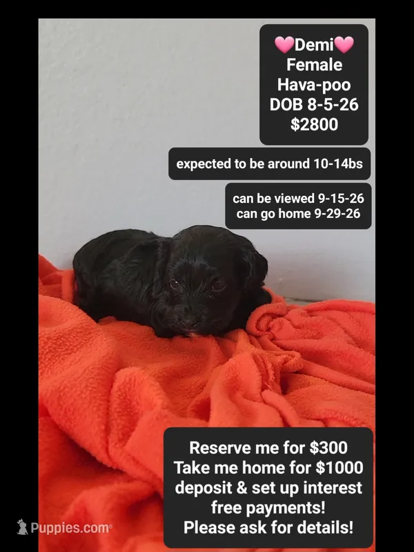 Demi*1000 take home – Havanese, Poodle - Toy  puppy for sale in Tucson, AZ