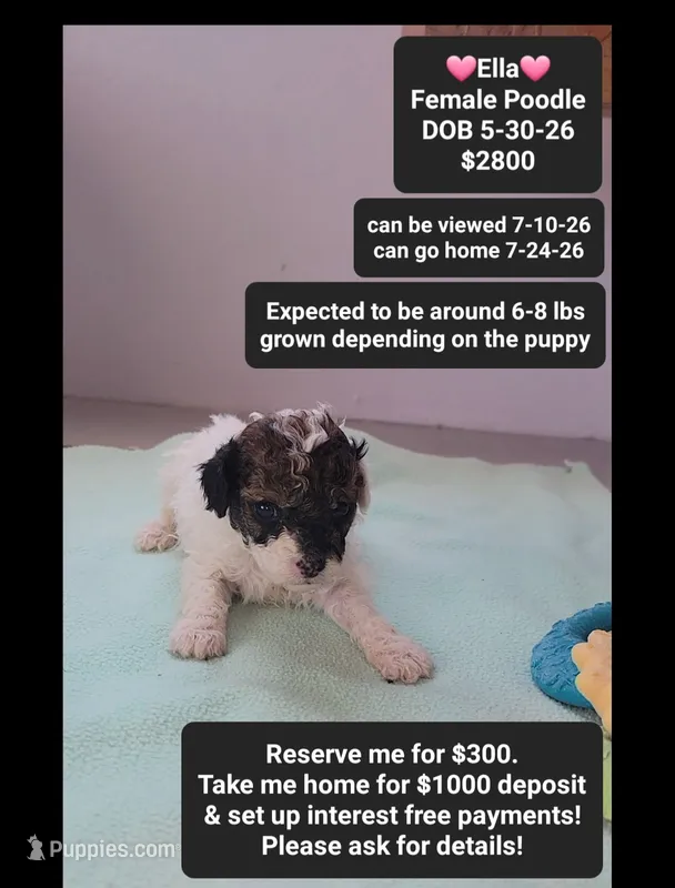 Ella – Poodle - Toy  puppy for sale in Tucson, AZ