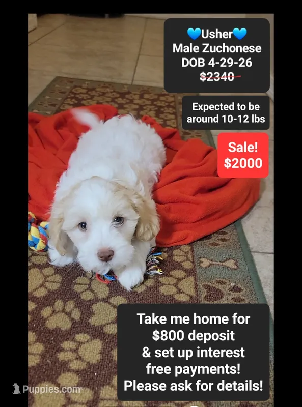 Usher*800 take home – Havanese, Shichon puppy for sale in Tucson, AZ