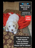 Usher*800 take home, a male Havanese and Shichon for sale in Tucson, AZ – 1 of 3