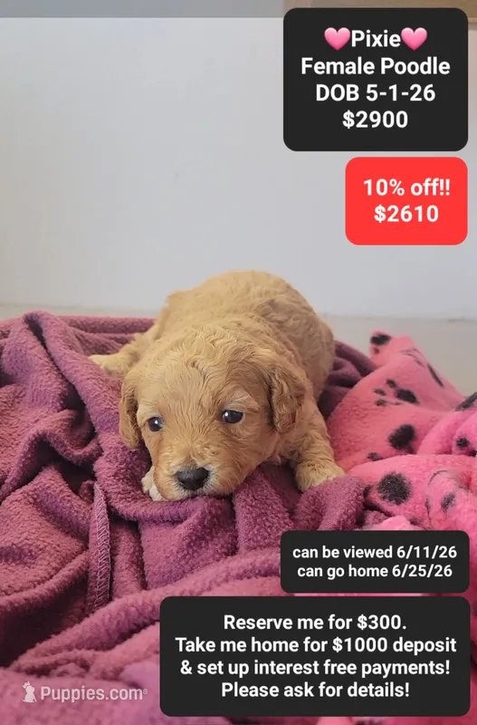 Pixie – Poodle - Toy  puppy for sale in Tucson, AZ