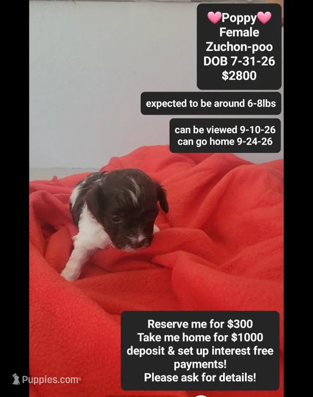 Poppy – Poodle - Toy , Shichon puppy for sale in Tucson, AZ