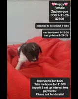 Poppy*1000 take home, a female Poodle - Toy  and Shichon for sale in Tucson, AZ – 1 of 3