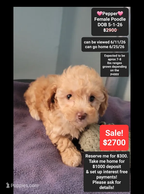 Pepper – Poodle - Toy  puppy for sale in Tucson, AZ
