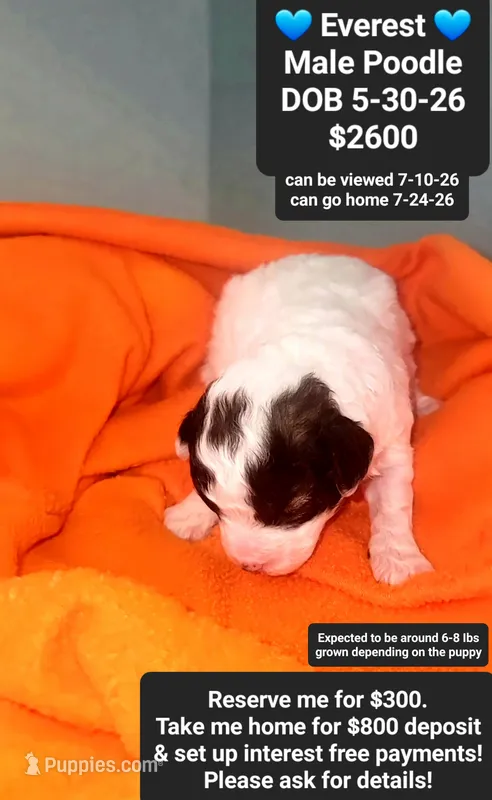 Everest – Poodle - Toy  puppy for sale in Tucson, AZ