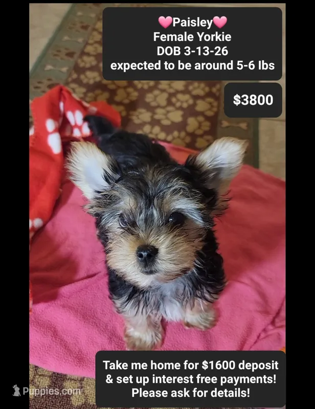 Paisley – Yorkshire Terrier puppy for sale in Tucson, AZ
