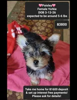 Paisley, a female Yorkshire Terrier for sale in Tucson, AZ – 1 of 2