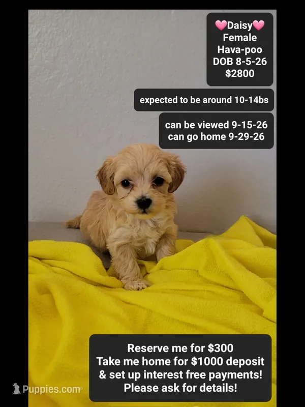 Daisy*1000 take home – Havanese, Poodle - Toy  puppy for sale in Tucson, AZ