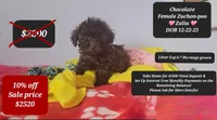 Zalia, a female Shichon for sale in Tucson, AZ – Photo 1 of 3