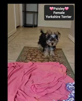 Paisley*1400 take home, a female Yorkshire Terrier for sale in Tucson, AZ – 2 of 3