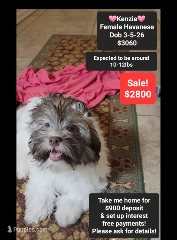 Kenzie*900 take home – Havanese puppy for sale in Tucson, AZ