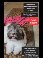 Kenzie*900 take home, a female Havanese for sale in Tucson, AZ – 1 of 3