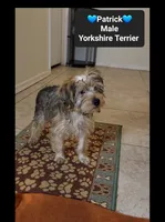 patrick*$800 take home, a male Yorkshire Terrier for sale in Tucson, AZ – 2 of 3