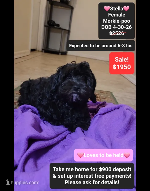 Stella*900 take home – Poodle - Toy , Morkie puppy for sale in Tucson, AZ