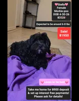 Stella*900 take home, a female Poodle - Toy  and Morkie for sale in Tucson, AZ – 1 of 3