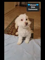 Ulysses*800 take home, a male Havanese and Shichon for sale in Tucson, AZ – 3 of 3