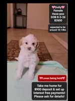 Dolly*900 take home, a female Havanese and Poodle - Toy  for sale in Tucson, AZ – 1 of 3