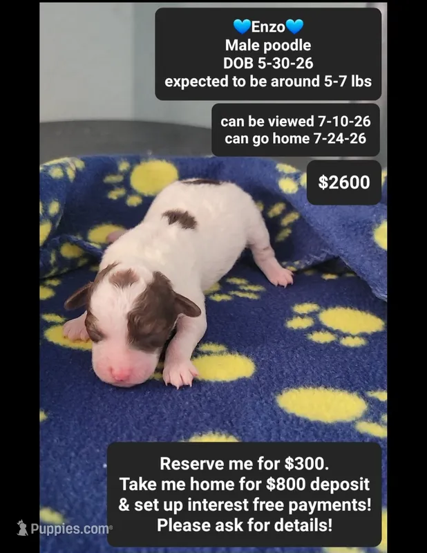 Enzo – Poodle - Toy  puppy for sale in Tucson, AZ