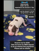 Enzo, a male Poodle - Toy  for sale in Tucson, AZ – 1 of 1