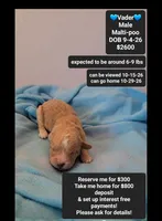 Vader, a male Maltipoo for sale in Tucson, AZ – 1 of 3