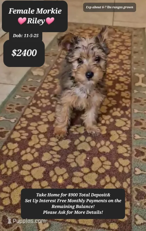 RILEY☆$900 take home option!