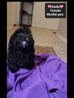 Stella*900 take home, a female Poodle - Toy  and Morkie for sale in Tucson, AZ – 2 of 3