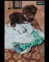 Kaliber , a male Yorkshire Terrier for sale in Tucson, AZ – 4 of 5
