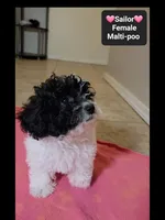 Sailor*1000 take home, a female Maltipoo for sale in Tucson, AZ – 3 of 3