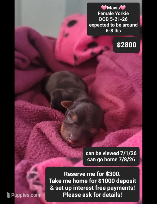 Mavis – Yorkshire Terrier puppy for sale in Tucson, AZ