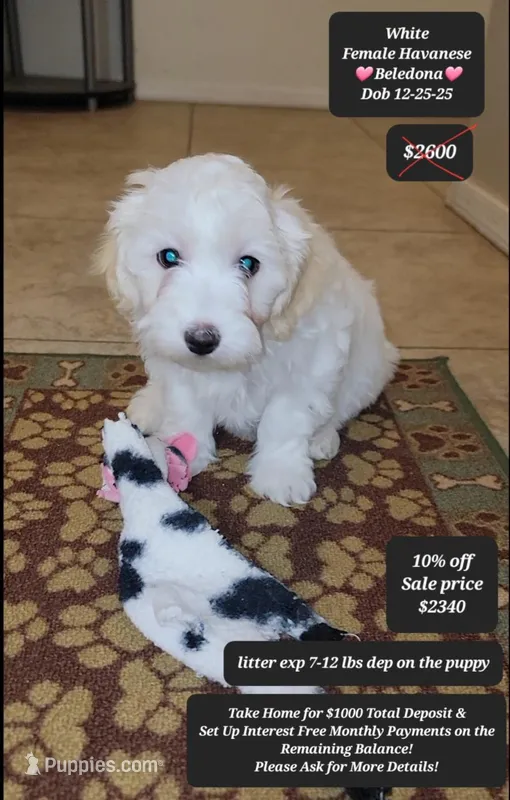 Beledona – Havanese puppy for sale in Tucson, AZ