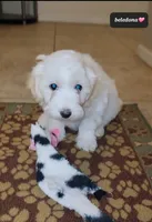 Beledona, a female Havanese for sale in Tucson, AZ – Photo 2 of 2